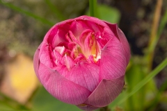 Lotusblüte - Nelumbo nutzifera