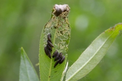 Käferlarven am Blatt einer Weide